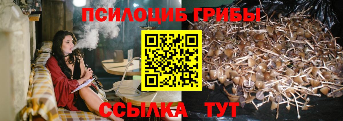 Галлюциногенные грибы MAGIC MUSHROOMS  где купить наркоту  Баксан  Вход с VPN 